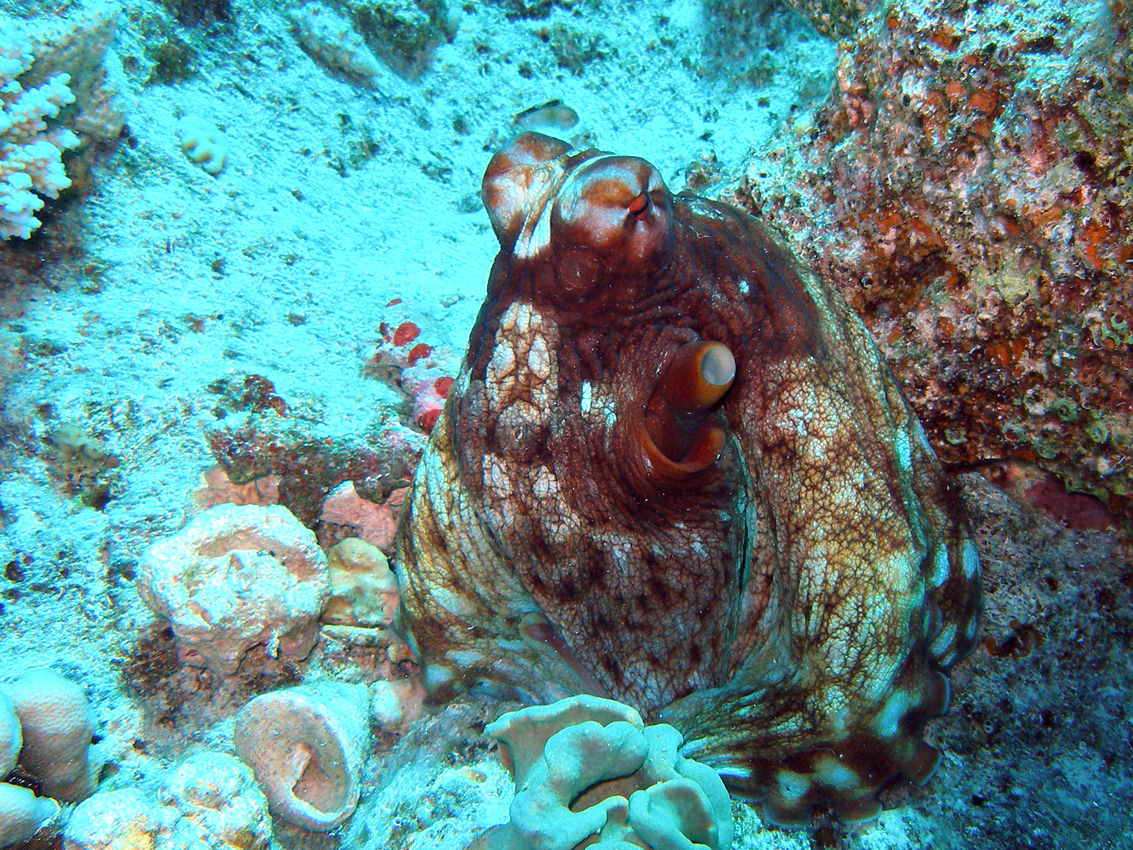 Octopus cyanea (Polpo del reef)